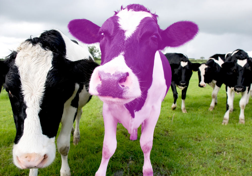 Being a purple cow